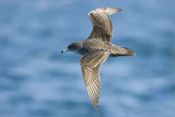 Pink-footed Shearwater flying, Ardenna creatopus