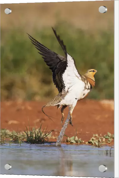 Male Pin-tailed Sandgrouse taking off from drinking pool, Pterocles alchata, Spain