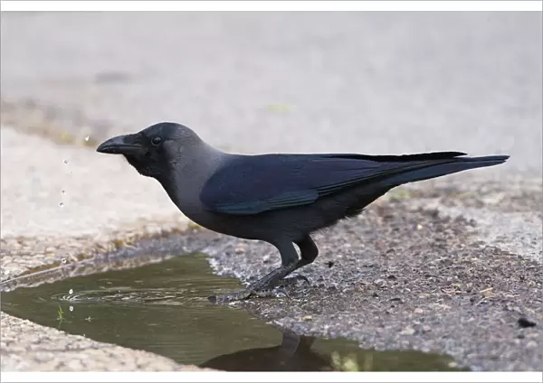 House Crow drinking in Ofira park Eilat, Corvus splendens