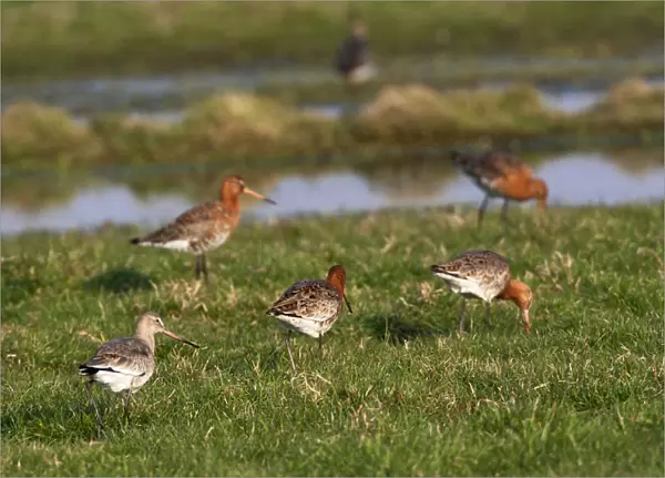 Flock of Black-tailed Godwit foraging in Dutch meadow, Limosa limosa, The Netherlands