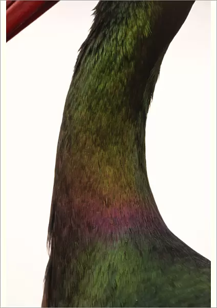 Close up of Black Stork neck, Ciconia nigra, Hungary