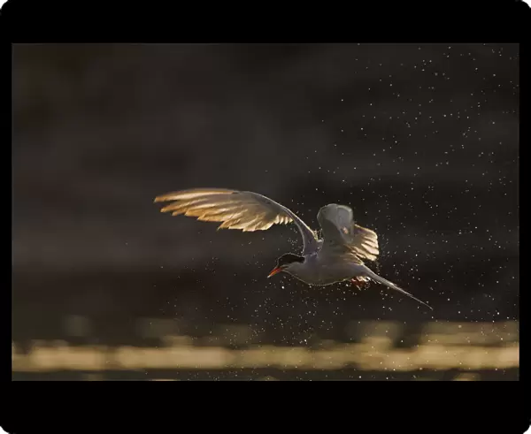 Common Tern in flight, Sterna hirundo
