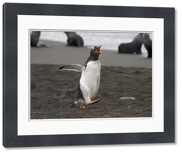 Gentoo Penguin running, Pygoscelis papua
