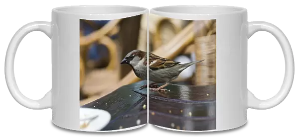 House Sparrow adult male stealing food, Passer domesticus