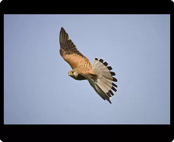 Male Common Kestrel in flight, Falco tinnunculus