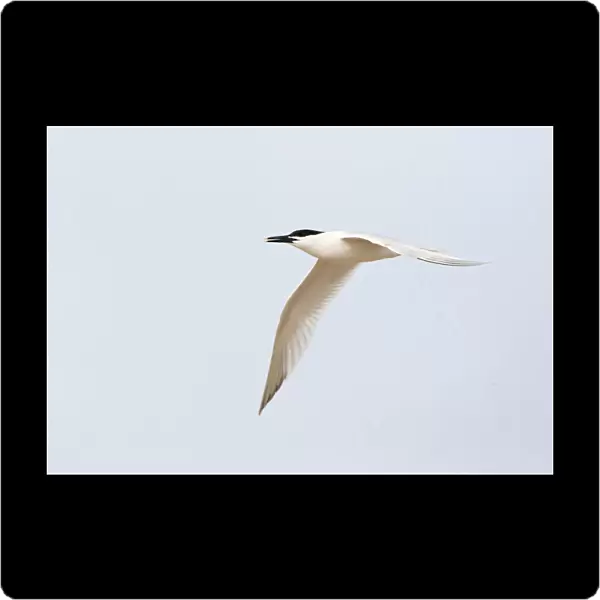 Flying Sandwich Tern (Sterna sandvicensis), Thalasseus sandvicensis, Netherlands
