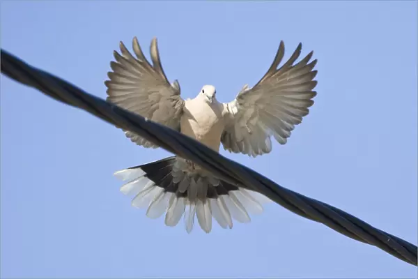 Eurasian Collared Dove landing on wire, Streptopelia decaocto