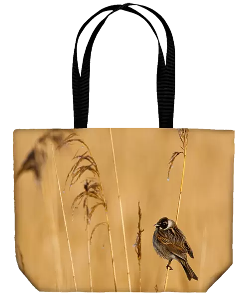 Adult male Reed bunting