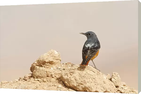 Rufous-tailed Rock Thrush on migration in Eilat