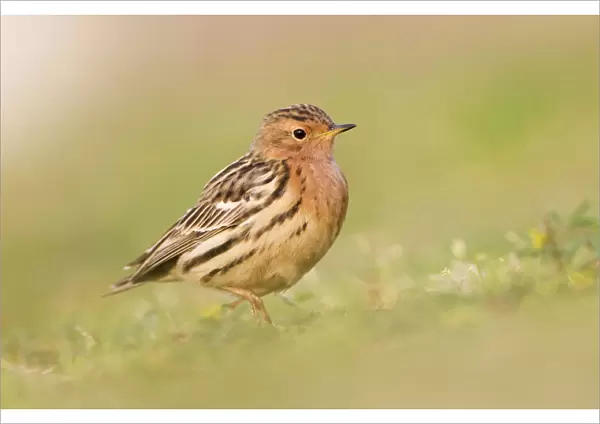 Red-throated Pipit, Anthus cervinus, Isra'½l