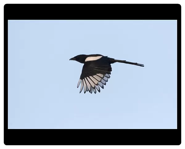 Flying Eurasian Magpie, Pica pica, Netherlands