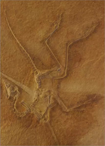 Fossil bird