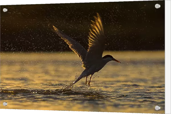 Common Tern catching a fish in sunset, Sterna hirundo