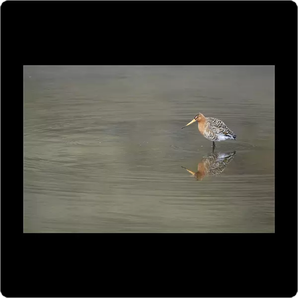 Wading Black-tailed Godwit, Limosa limosa