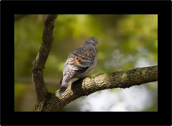 Oriental Turtle-Dove adult perched in a tree