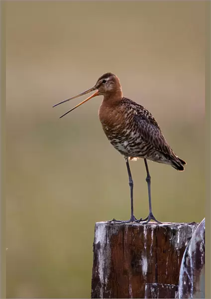 Black-tailed Godwit calling from pole, Limosa limosa