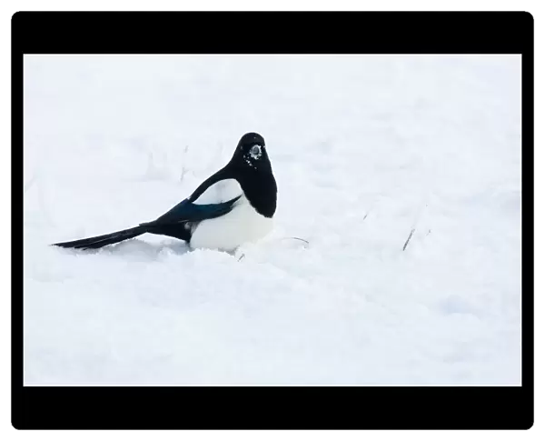 Eurasian Magpie in snow, Pica pica