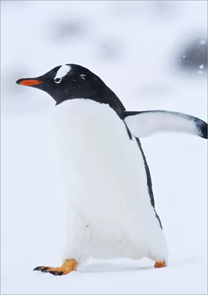 Gentoo Penguin walking in the snow, Pygoscelis papua