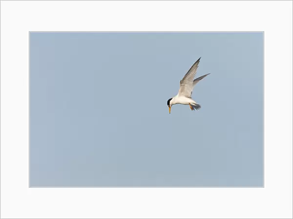 Flying adult Little Tern, Sternula albifrons, Greece