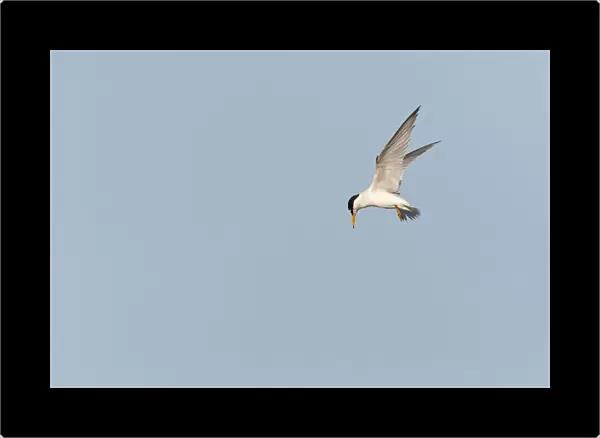 Flying adult Little Tern, Sternula albifrons, Greece