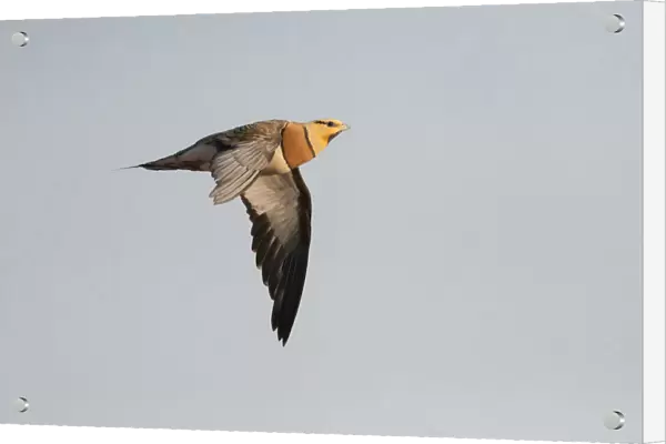 Male Pin-tailed Sandgrouse flying above Spanish Steppe, Pterocles alchata, Spain