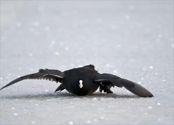 Eurasian Coot gliding on the ice, Fulica atra, The Netherlands