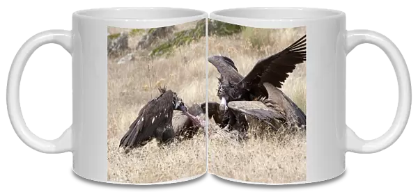 Griffon Vulture and, Cinereous Vulture, Gyps fulvus, Aegypius monachus