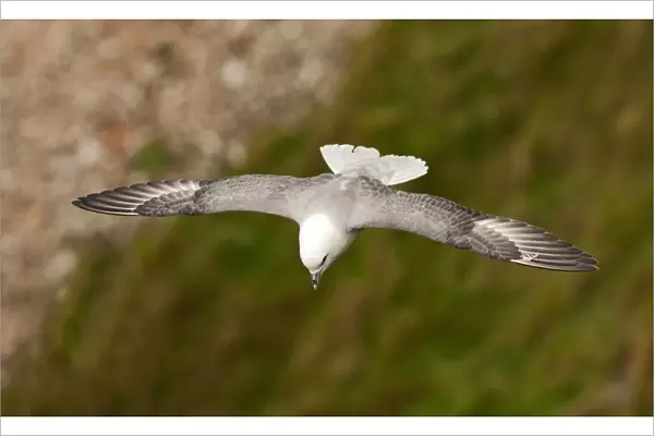 Northern Fulmar in flight, Fulmarus glacialis