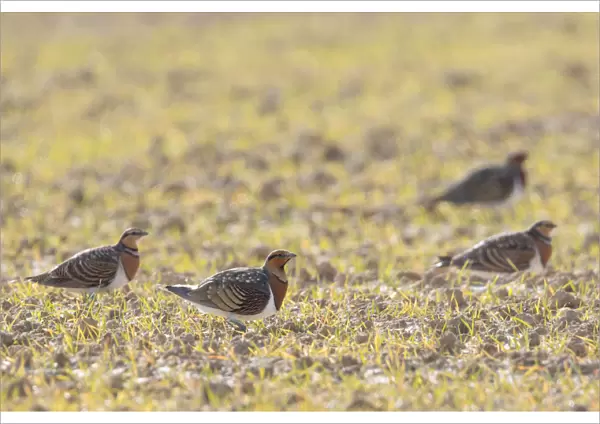 Group of Pin-tailed Sandgrouses (Pterocles alchata) in stubble field, Pterocles alchata