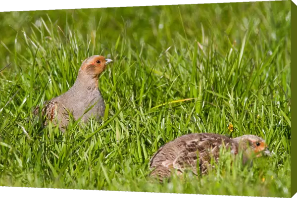 Grey Partridges in the field, Perdix perdix