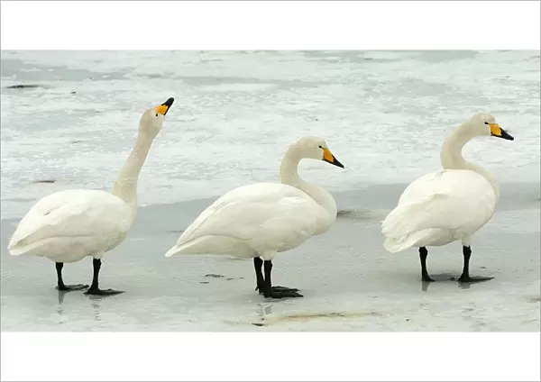 Whooper Swans perched on ice, Cygnus cygnus
