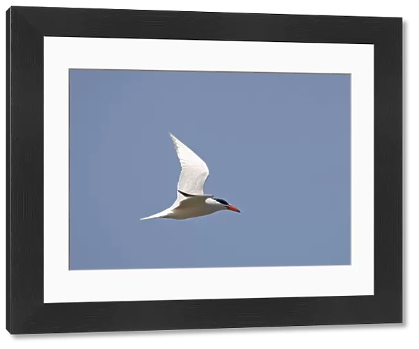Caspian Tern adult flying, Hydroprogne caspia
