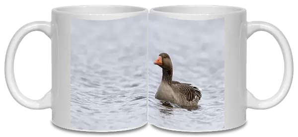 Greylag Goose swimming, Anser anser