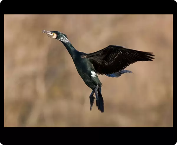 Adult Great Cormorant in flight, Phalacrocorax carbo