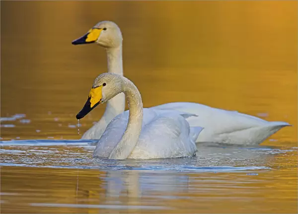 Whooper Swan swimming, Cygnus cygnus