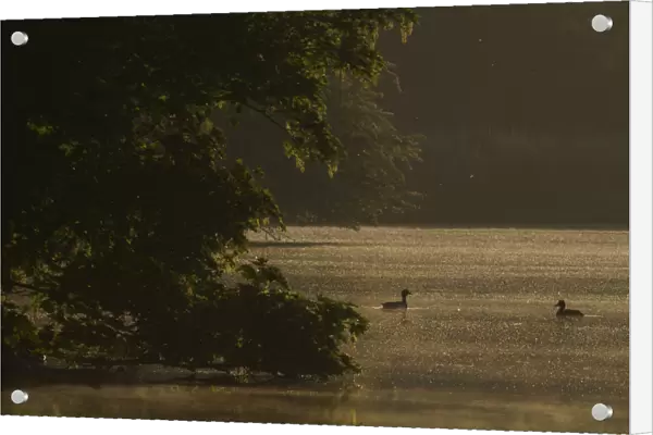 Tufted Duck swimming at misty morning, Aythya fuligula, Netherlands