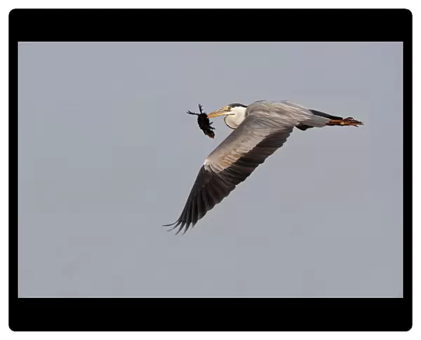 Flying Grey Heron wit Eurasian Coot chick, Ardea cinerea, Fulica atra, Netherlands