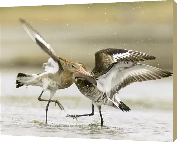 Black-tailed Godwits on Marken, fighting, Limosa limosa