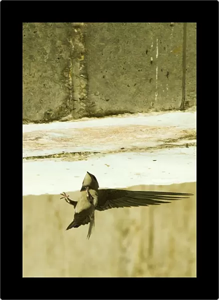 Alpine Swift in flight near nest, Tachymarptis melba