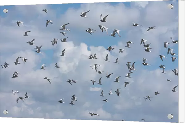 Common Tern and Black Tern flying, Sterna hirundo, Chlidonias niger