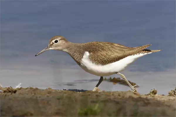 Common Sandpiper walking and foraging along muddy edge of pool, lake, fen, Actitis hypoleucos, Netherlands