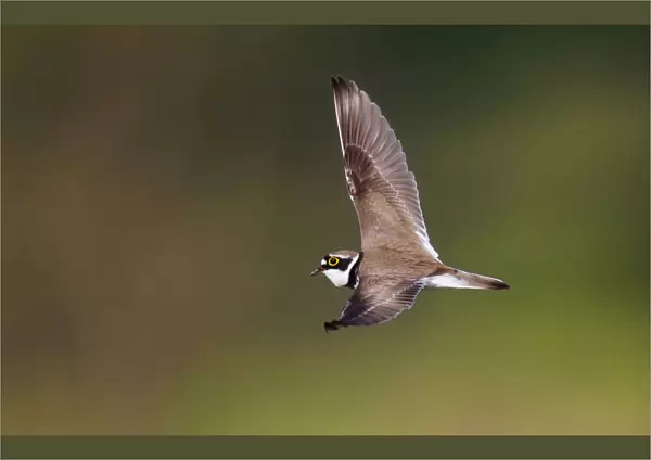 Little Ringed Plover in songflight, Charadrius dubius, Netherlands