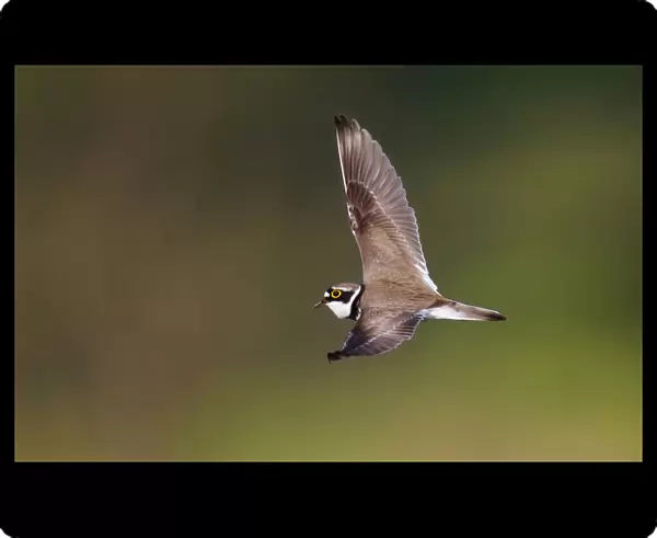 Little Ringed Plover in songflight, Charadrius dubius, Netherlands