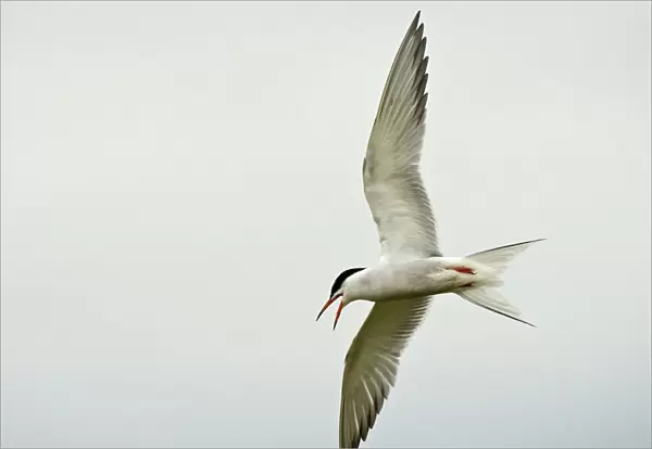 Common Tern adult flying and calling, Sterna hirundo
