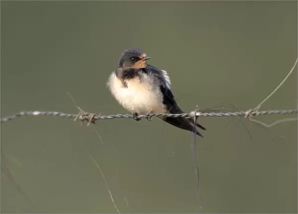 Barn Swallow on wire, Hirundo rustica, Netherlands