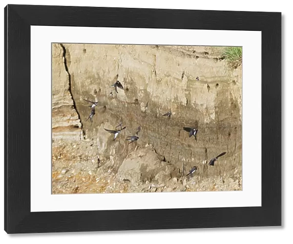 Sand Martins flying in front of their nestingholes in a breeding colony, Riparia riparia, Netherlands