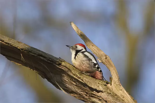 Middle Spotted Woodpecker foraging on tree, Dendrocoptes medius, Netherlands