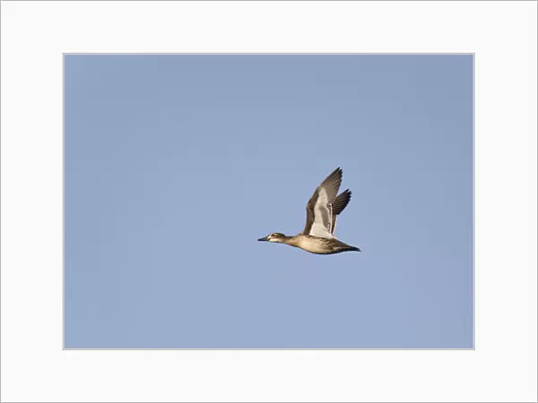 Flying, migrating female Garganey, Spatula querquedula, Netherlands