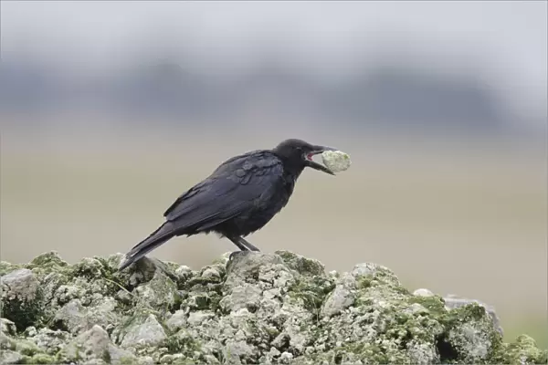 Carrion Crow with piece of stone in beak, Corvus corone