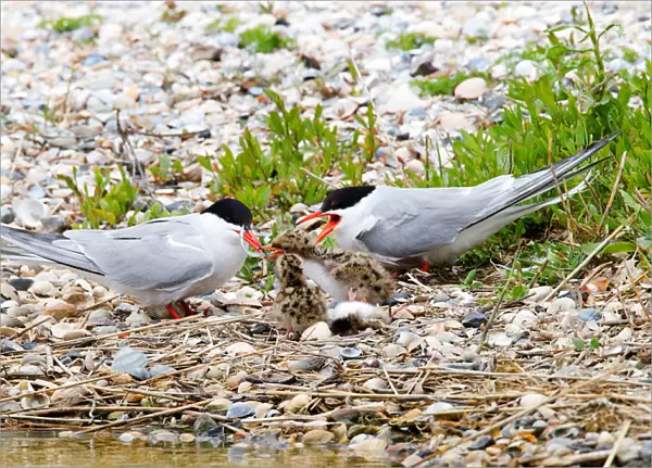Common Terns feeding young, Sterna hirundo